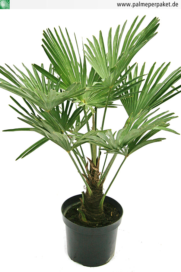 trachycarpus-wagnerianus-7.jpg