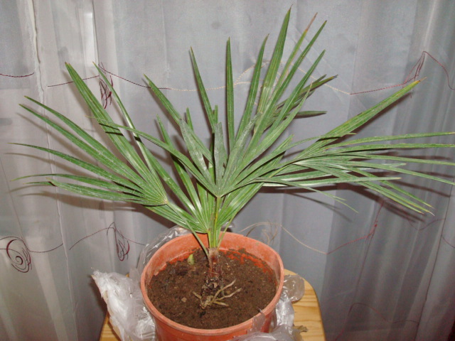 Trachycarpus-nanus-2.jpg