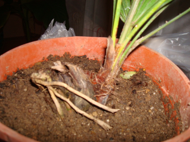 Trachycarpus-nanus-4.jpg