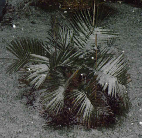 Jubaea-chilensis-Winterschutz-1.jpg
