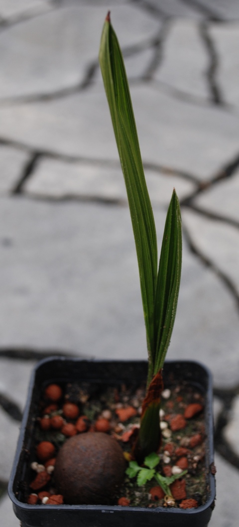 Jubaea-chilensis-20140627.jpg